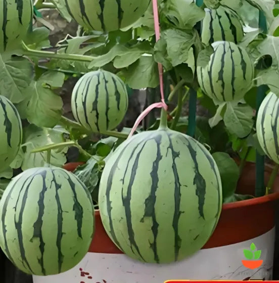 Sweet Juicy Potted Watermelon Seeds for Easy Home Container Gardening