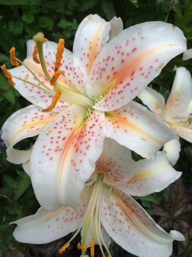 Seeds Ville Oriental Lily Double Flower Bulbs 2 Pack