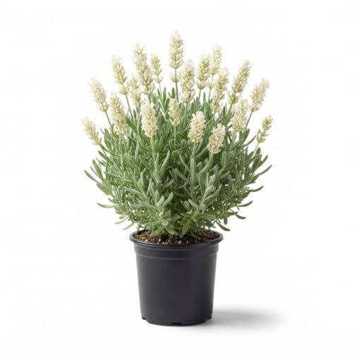 Seeds Ville Lavender Live Flowering Herb Plant 3 Inch Pot