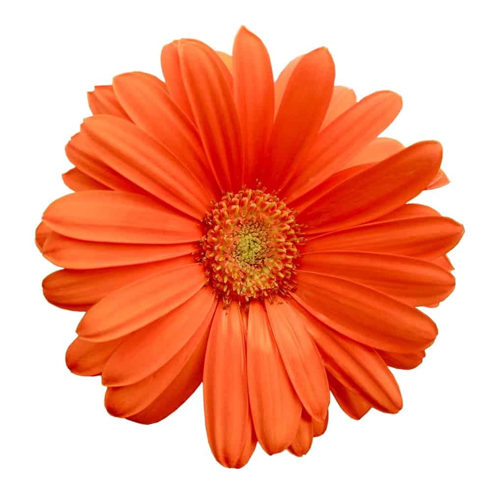 germini flower seeds Gerbera Flower Seeds For Home Garden - 30 Seeds Eco Pack (Gerbera Hybrida  (Orange Gerbera Daisy))