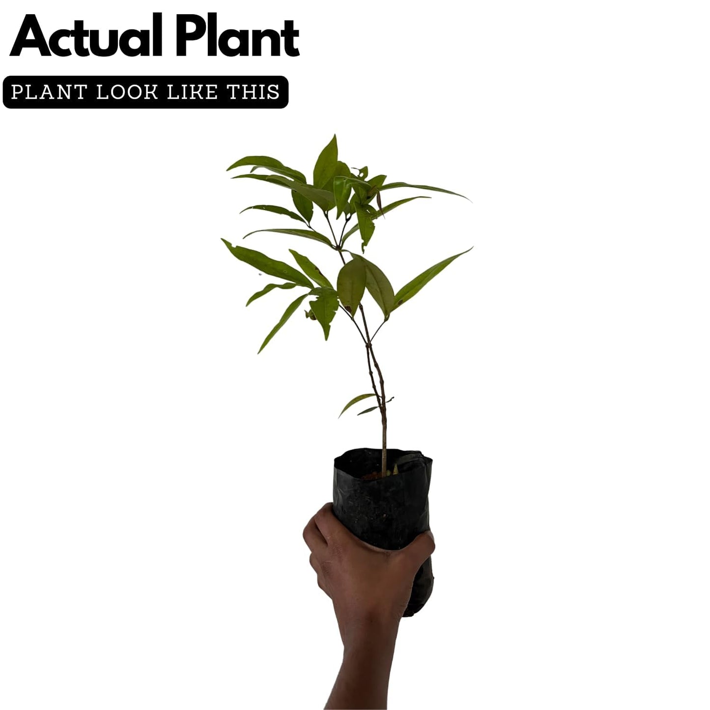 Live Purple Lavender Plant in Black Pot | All Season Fragrant Flowering Tree | Healthy Indoor Outdoor Live Plant for Home Garden & Decoration (LEVENDER PLANT) - Seeds Ville