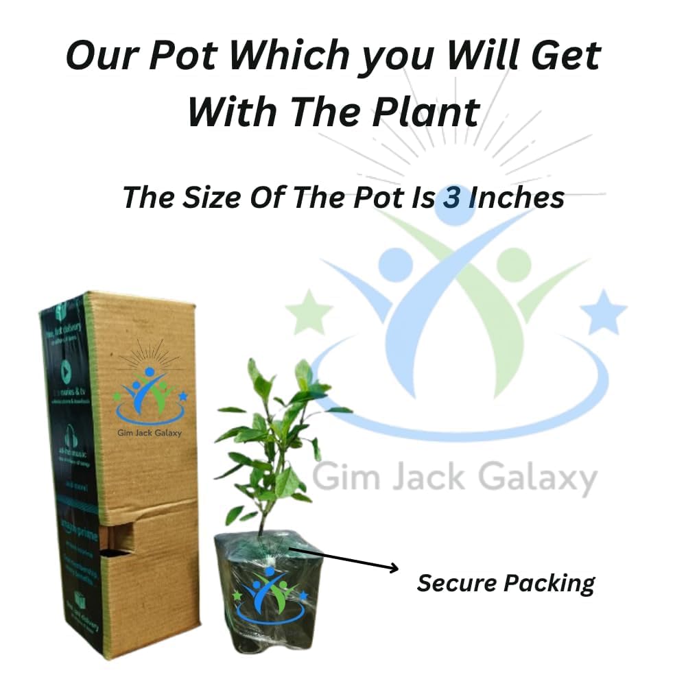 Gim Jack Galaxy Live Beautiful Grafted Colourful Multi Bougainvillea Flower Dwarf Bonsai Plant Tree 4-5 colour || For Home Garden Outdoor & Indoor With Black Pot - Seeds Ville