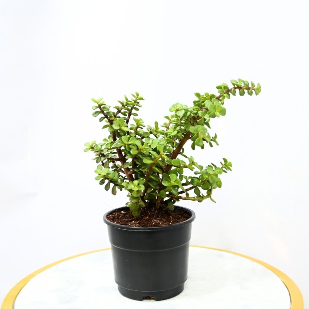 GROWHEAVEN™ Climbing Rose Plant With Pot, Live Fragrant Flowering Creeper for Garden (LIVE ROSE FLOWER PLANT) (ROSE PLANT) - Seeds Ville