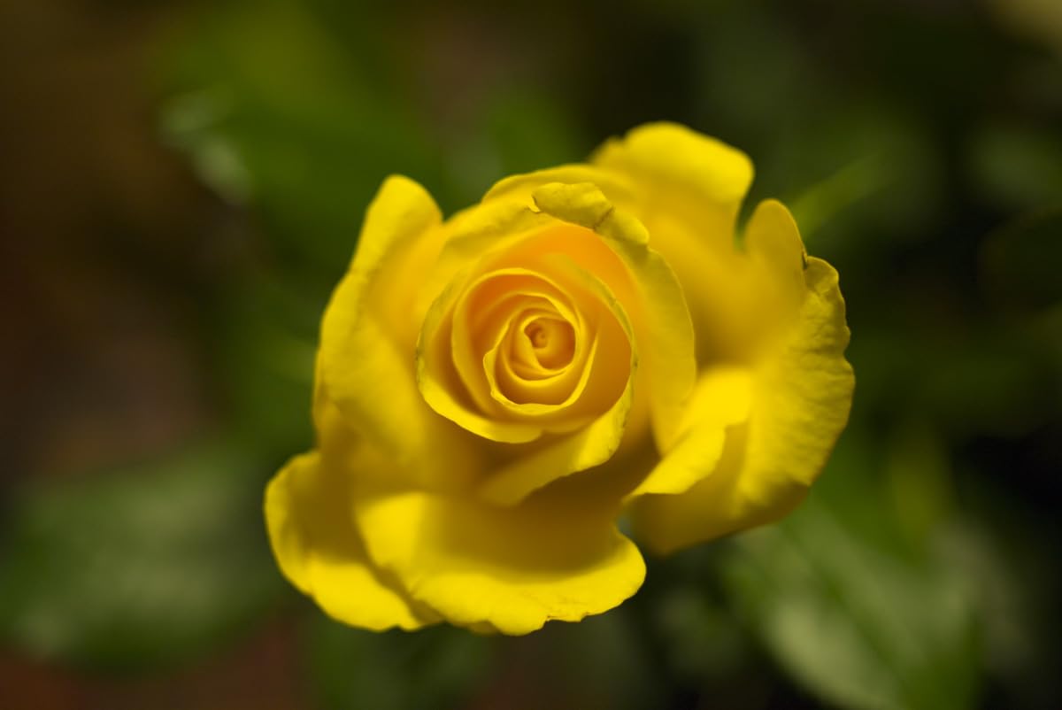 Yellow Camellia Magic Shi Shi flower plant Rare Hybrid 1.5 Feet to 2 Feet Tree - Seeds Ville