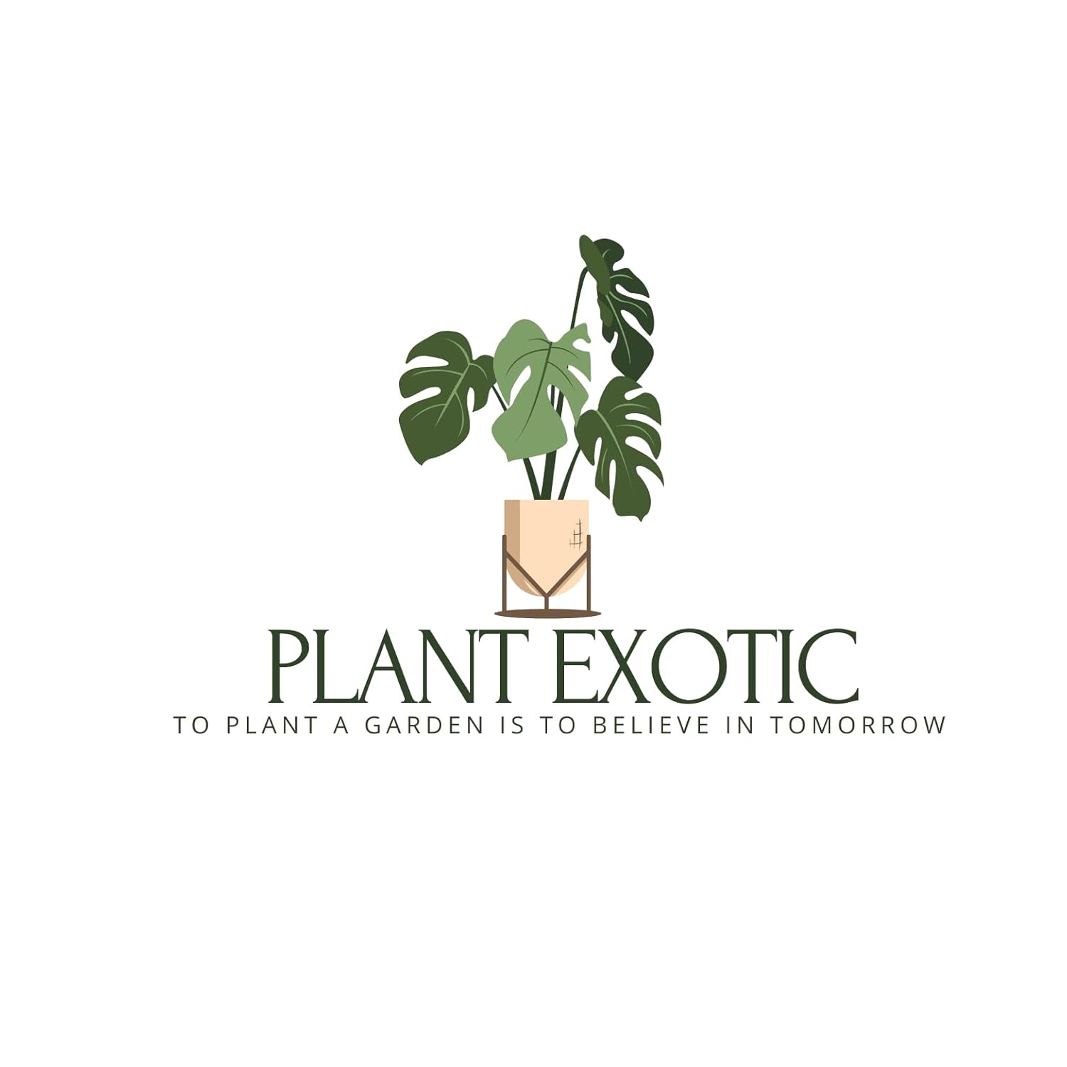 Seeds Ville Best Roses Color Flower Plant|Climbing Rose Plant |Healthy Live Wedding Party Flowering |Climbing Rose Fragrant Beautiful Plant|Special Fresh Flowers (Light Pink) - Seeds Ville