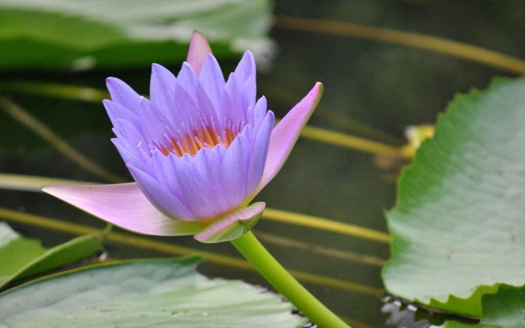 ATVADA Rare Lotus Flower 20 Seeds Planting Pond Dwarf Mini Water Bowl Aquarium Indoor - Seeds Ville