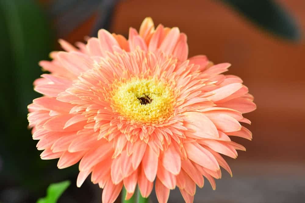 Gerbera Flower Seeds For Home Garden - 30 Seeds Eco Pack (Gerbera Apricot) - Seeds Ville