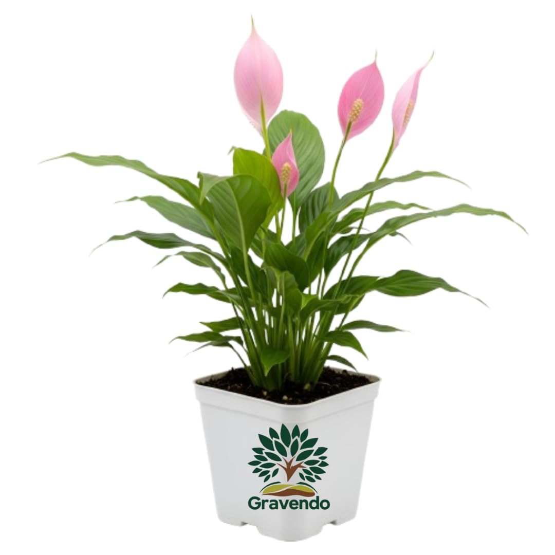 Pink Peace Lily (Spathiphyllum) Live Indoor Plant with Flower Pot For Home Office and Living Room With Pot pack of 1