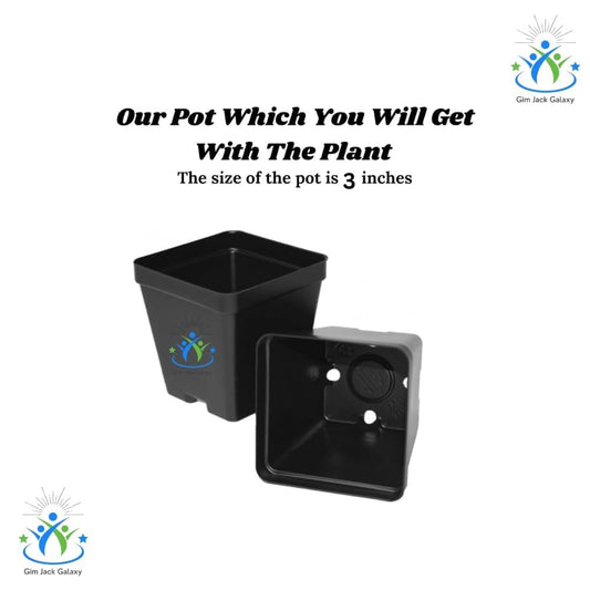 Gim Jack Galaxy Live Beautiful Grafted Colourful Multi Bougainvillea Flower Dwarf Bonsai Plant Tree 4-5 colour || For Home Garden Outdoor & Indoor With Black Pot - Seeds Ville