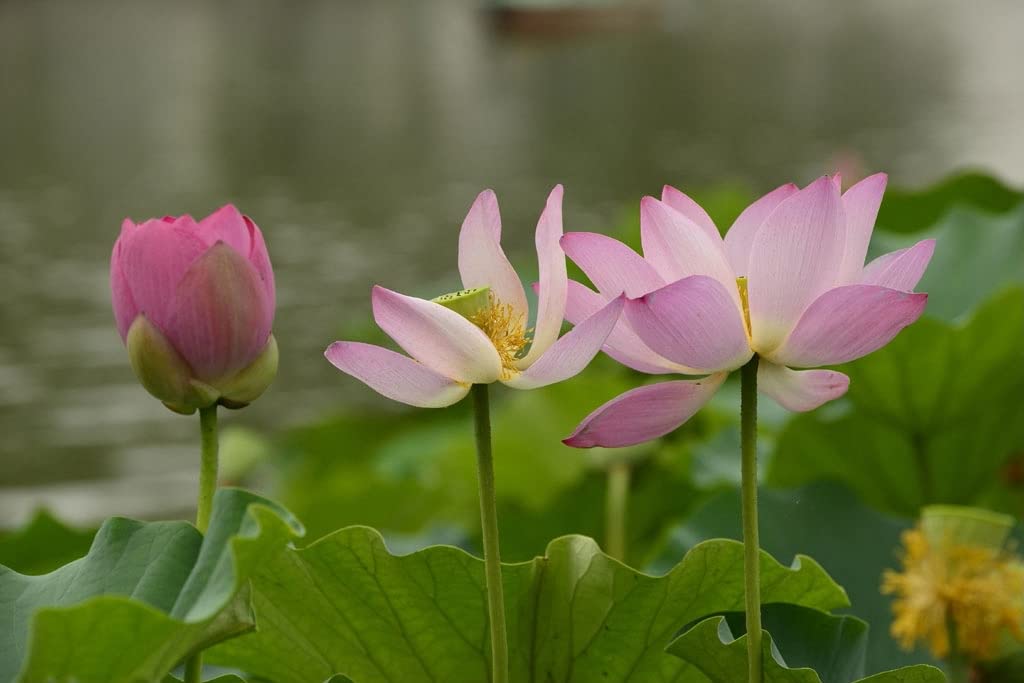 ATVADA Rare Lotus Flower 20 Seeds Planting Pond Dwarf Mini Water Bowl Aquarium Indoor - Seeds Ville