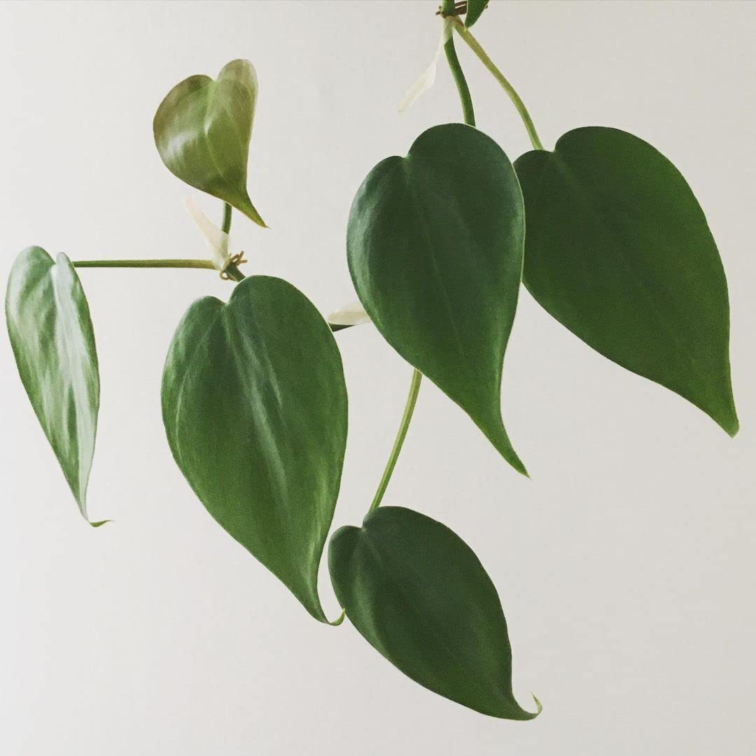 LittleJungle Philodendron Micans - Live Plant with 5.5 Inches White Decor Pot | Indoor Plants For Home | Live Plants Indoor | Air Purifying Plant | Live Plant With Pot For Home Decor |