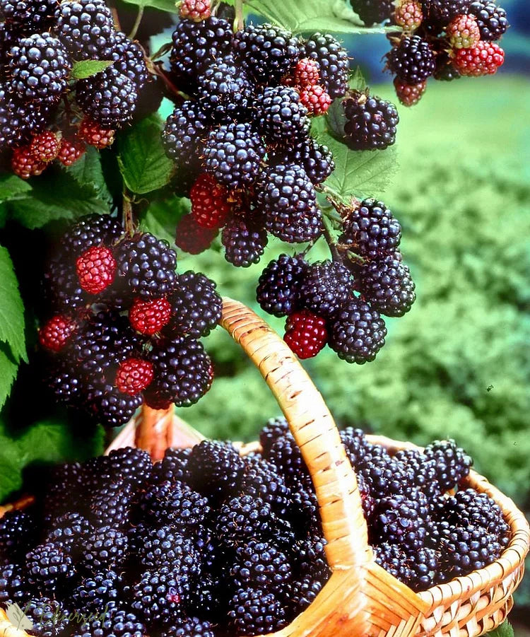 Sweet Giant Thornless Hybrid Blackberry Seeds - Grow Large, Juicy, Hardy Berries