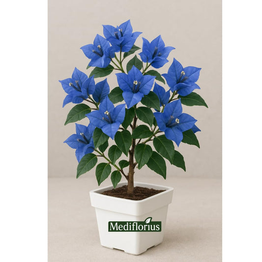 Mediflorius Blue Bougainvillea Live Plant (Pack of 1) – Vibrant Outdoor Flowering Shrub, Drought-Tolerant, Fast-Growing, Perfect for Garden, Patio, and Landscaping – Stunning Blue Blooms Year-Round