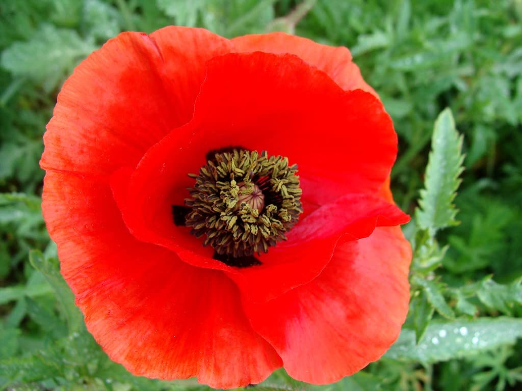Tuscan Poppy Flower Seeds - 20+ Seeds - Seeds Ville