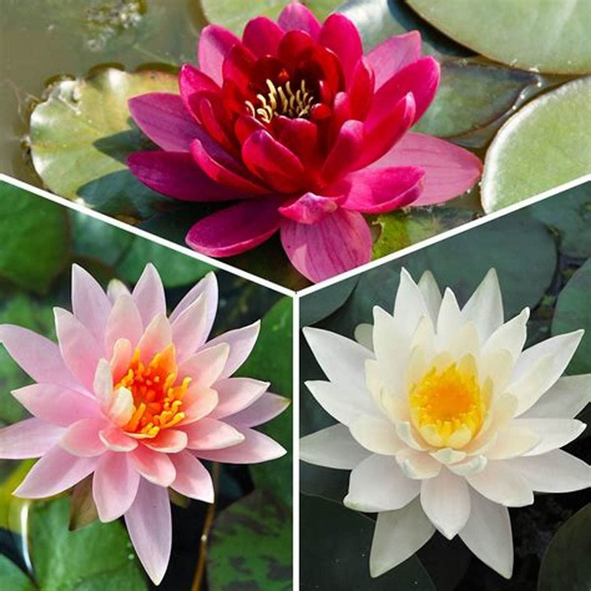 ATVADA Rare Lotus Flower 20 Seeds Planting Pond Dwarf Mini Water Bowl Aquarium Indoor - Seeds Ville