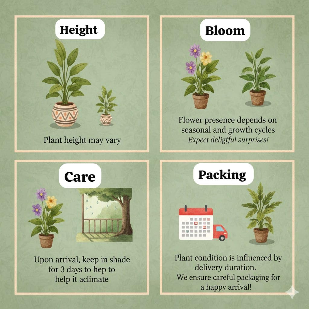 Live Blue Aparajita Flower Climber | Butterfly Pea Asian Pigeonwings Clitoria Ternatea | Live Plant For Herbal and Medicinal Uses with Suitable Pot (Pack Of 1) | BEST FOR DIWALI PUJA AND GIFT - Seeds Ville