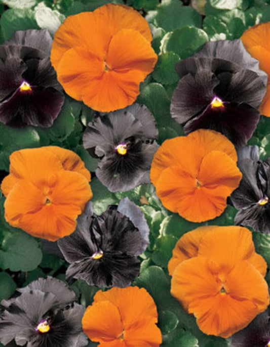 Pansy Halloween Black and Frizzle Sizzle Orange Mixed 50+ Seeds - Seeds Ville