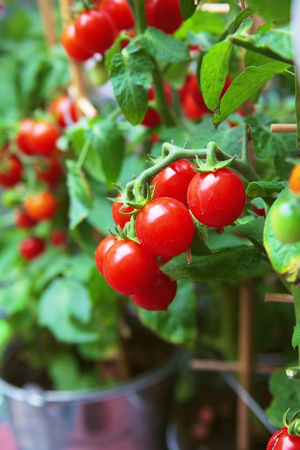 Organic Tiny Tim Dwarf Heirloom Cherry Tomato 50+ Seeds - Seeds Ville