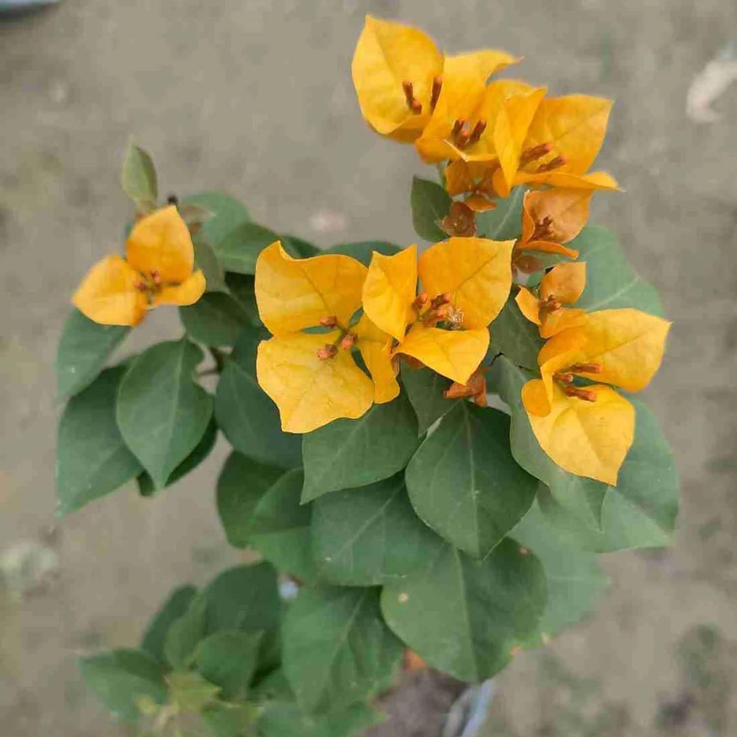 Combo Red, Yellow, White & Pink Colour Bougainvillea Kagoj Ful Shrubs Flower Live Plants & Tree (Pack of 4 Colour) - Seeds Ville