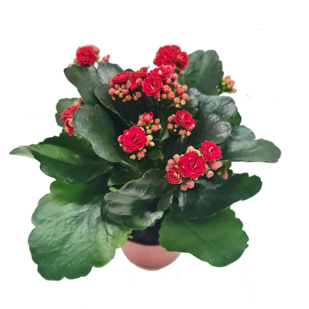 HYBRID RED KALANCHOE LIVE PLANT(PACK OF-1) - Seeds Ville