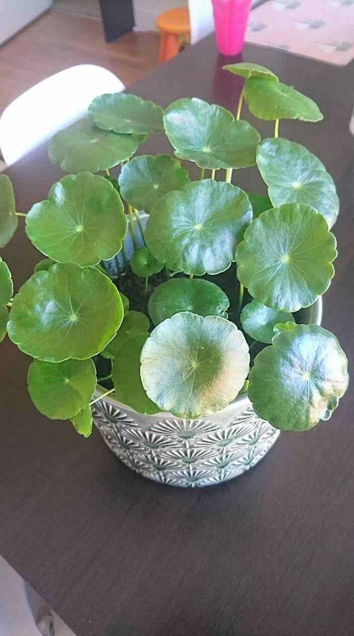 XF7 Live Coin Plant Chinese Lucky Money Plant Tree for Office Desk Balcony Terrace Garden Living Room Corner Bedroom Home Decoration Gifting Air Purifier Study Table Hanging Pennywort Pilea