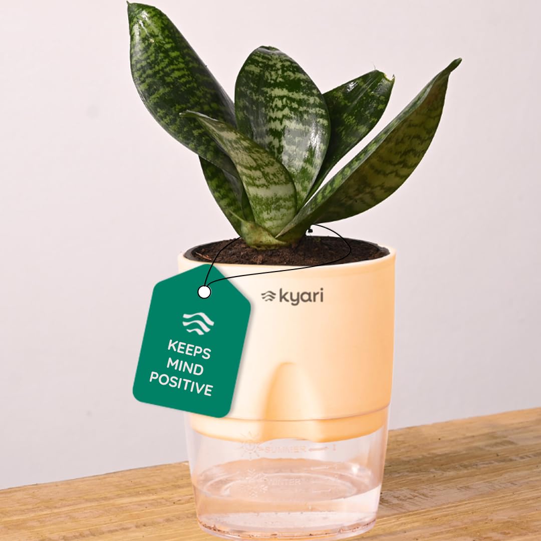 KYARI Sansevieria Green Snake Air Purifier Plant with White Self Watering Pot - Small 4 Inch