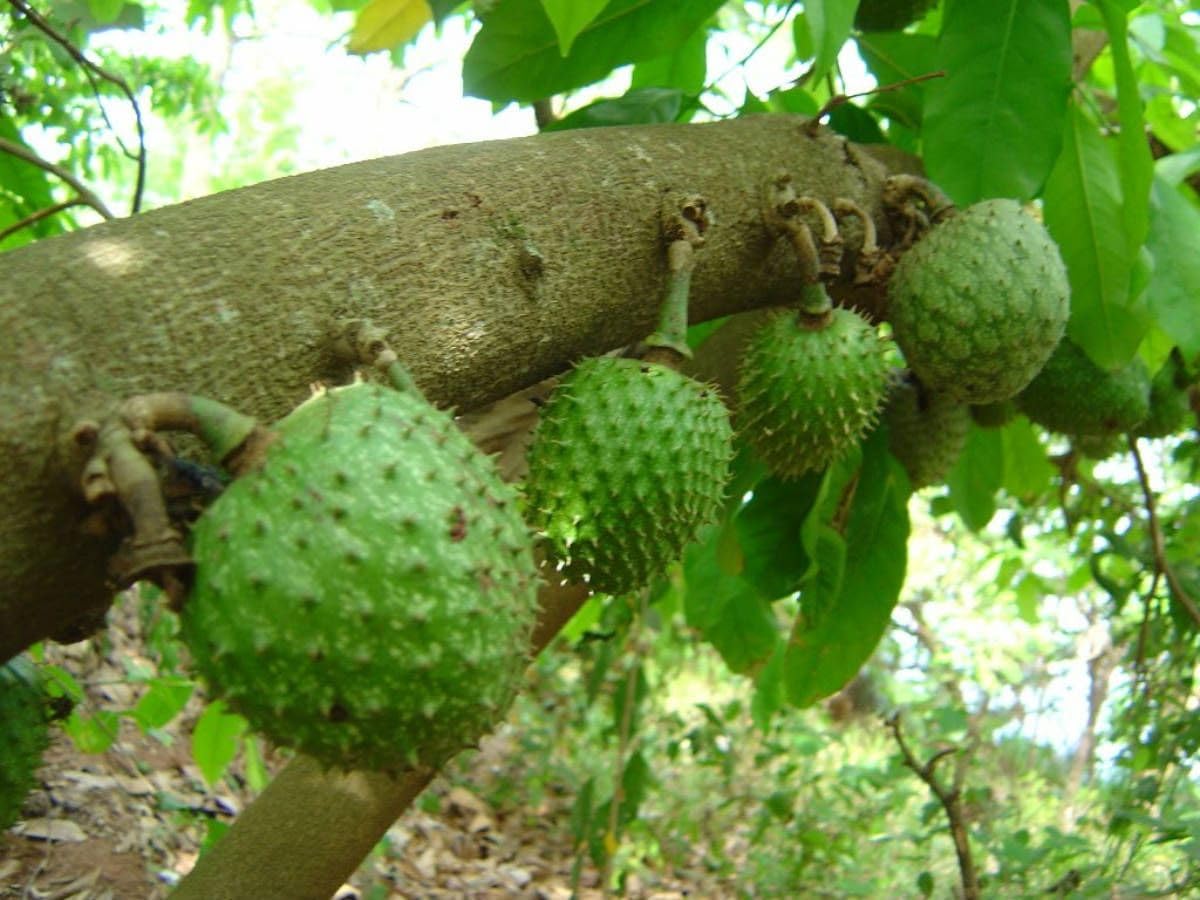 Live Soursop Tree - Cancer/Supuro/Laxman Fal Plant - 2-3 Feet Height, Fast-Growing Tropical Fruit Plant, Indoor/Outdoor, Fruit in 1.5-2 Years..