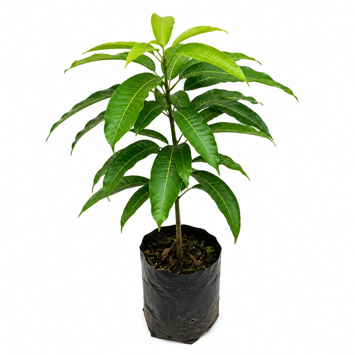 Seeds Ville Thai Baramasi Grafted Dwarf Mango Live Plant 36-45 cm