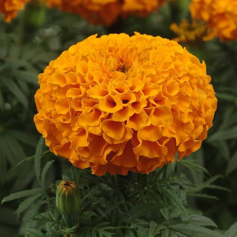 3 Variety Marigold Gainda Flower Seeds Combo Pack - Marigold White, African, French - 30+ Seeds Each Variety - Seeds Ville