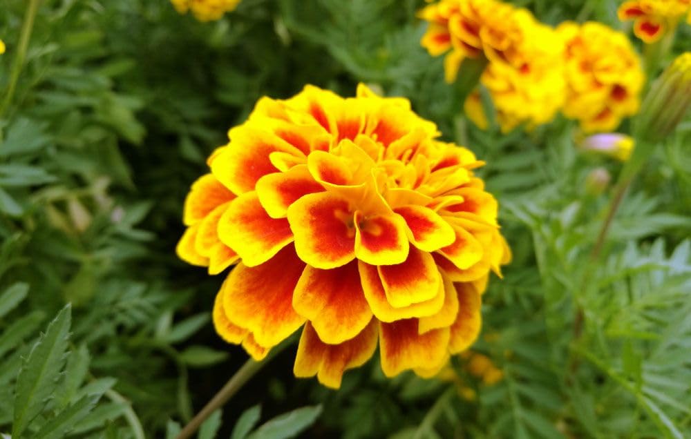 3 Variety Marigold Gainda Flower Seeds Combo Pack - Marigold White, African, French - 30+ Seeds Each Variety - Seeds Ville