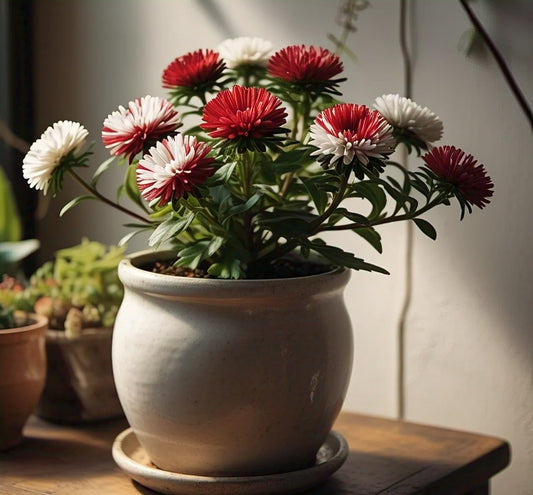 Earth Hopper 50+ SEEDS- Aster Cherry Red-White Flower Seeds Grow Year Round. - Seeds Ville
