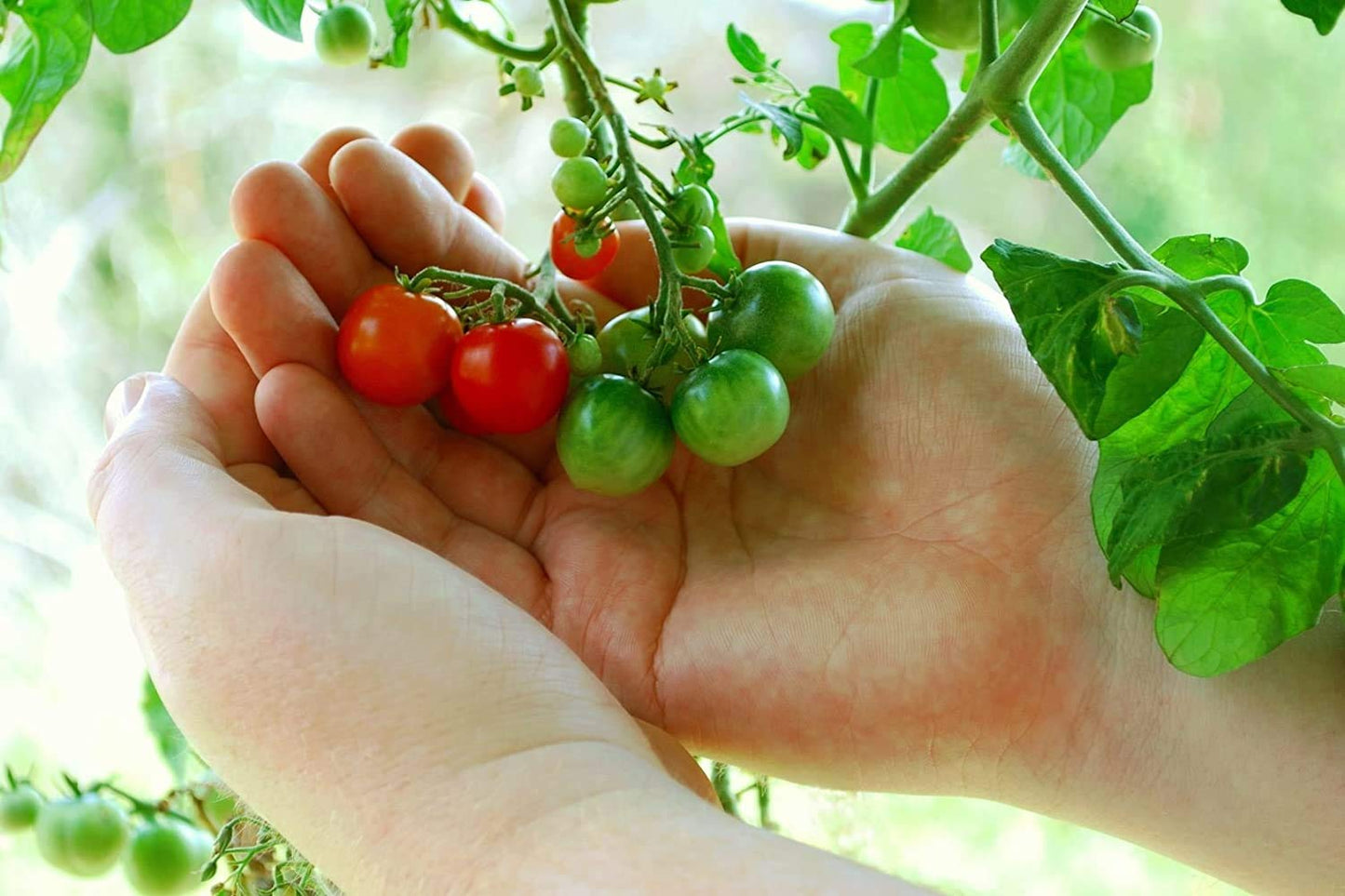 Organic Tiny Tim Dwarf Heirloom Cherry Tomato 50+ Seeds - Seeds Ville
