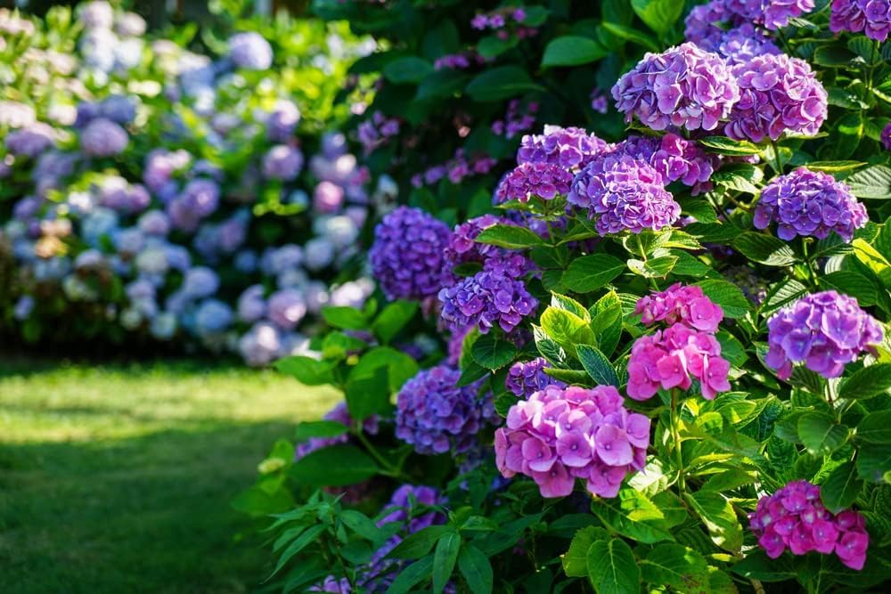 NooElec Seeds India 35 Seeds- Hydrangea Flower Seeds, Mixed Color - Easy to Grow, Large Colorful Blooms, Indoor/Outdoor Flower Bush Plant Seeds - Seeds Ville