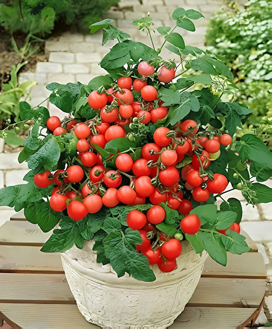 Organic Seeds Red Indoor Dwarf Tomato Determinate Non GMO Heirloom- 50+ Seeds - Seeds Ville
