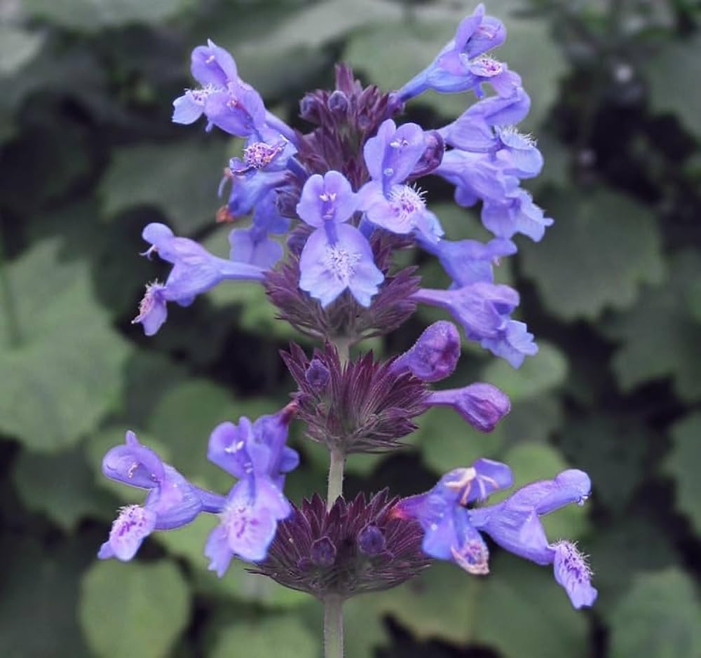 50+ Seeds- Catnip Flower Herb Seeds - Natural Insect Repellent - Grow Year Round - All India - Seeds Ville