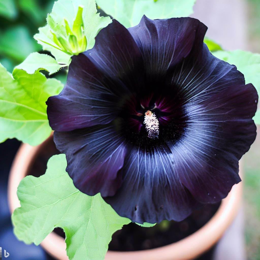 30+ Seeds- Hybrid Black Hollyhock Flower Seeds For Home Garden - High Germination Seeds - Seeds Ville