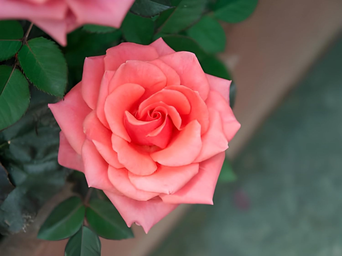 Seeds Ville Best Roses Color Flower Plant|Climbing Rose Plant |Healthy Live Wedding Party Flowering |Climbing Rose Fragrant Beautiful Plant|Special Fresh Flowers (Light Pink) - Seeds Ville