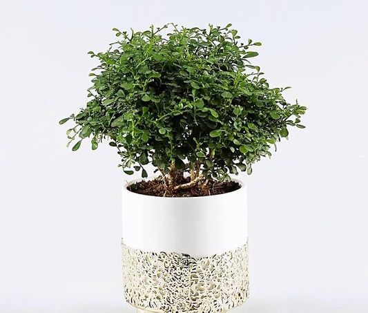 Chinese banyan tree bonsai live plant, Kamini bonsai Oxygen Live Plant For Indoor Home Dacoration With Pot (Pack of 1)