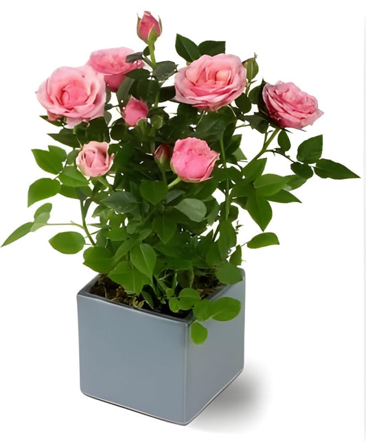 Seeds Ville Best Roses Color Flower Plant|Climbing Rose Plant |Healthy Live Wedding Party Flowering |Climbing Rose Fragrant Beautiful Plant|Special Fresh Flowers (Light Pink) - Seeds Ville