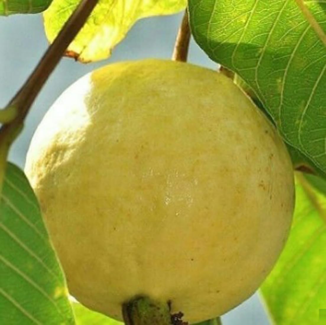 Gurveplantationi Potted Guava Plant Live Fruit Tree, Multiple Varieties (Pack of 1) (Apple Guava Plant) - Seeds Ville