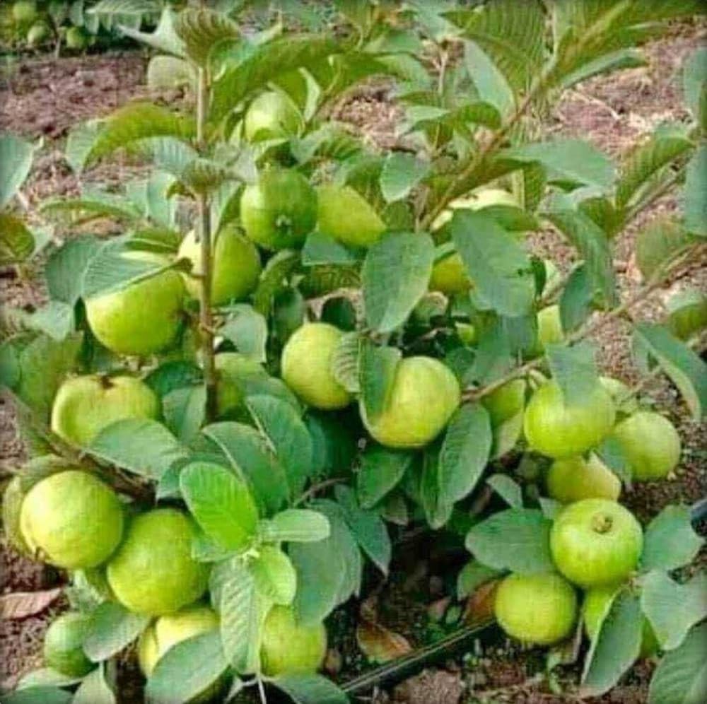 Gurveplantationi Potted Guava Plant Live Fruit Tree, Multiple Varieties (Pack of 1) (Apple Guava Plant) - Seeds Ville
