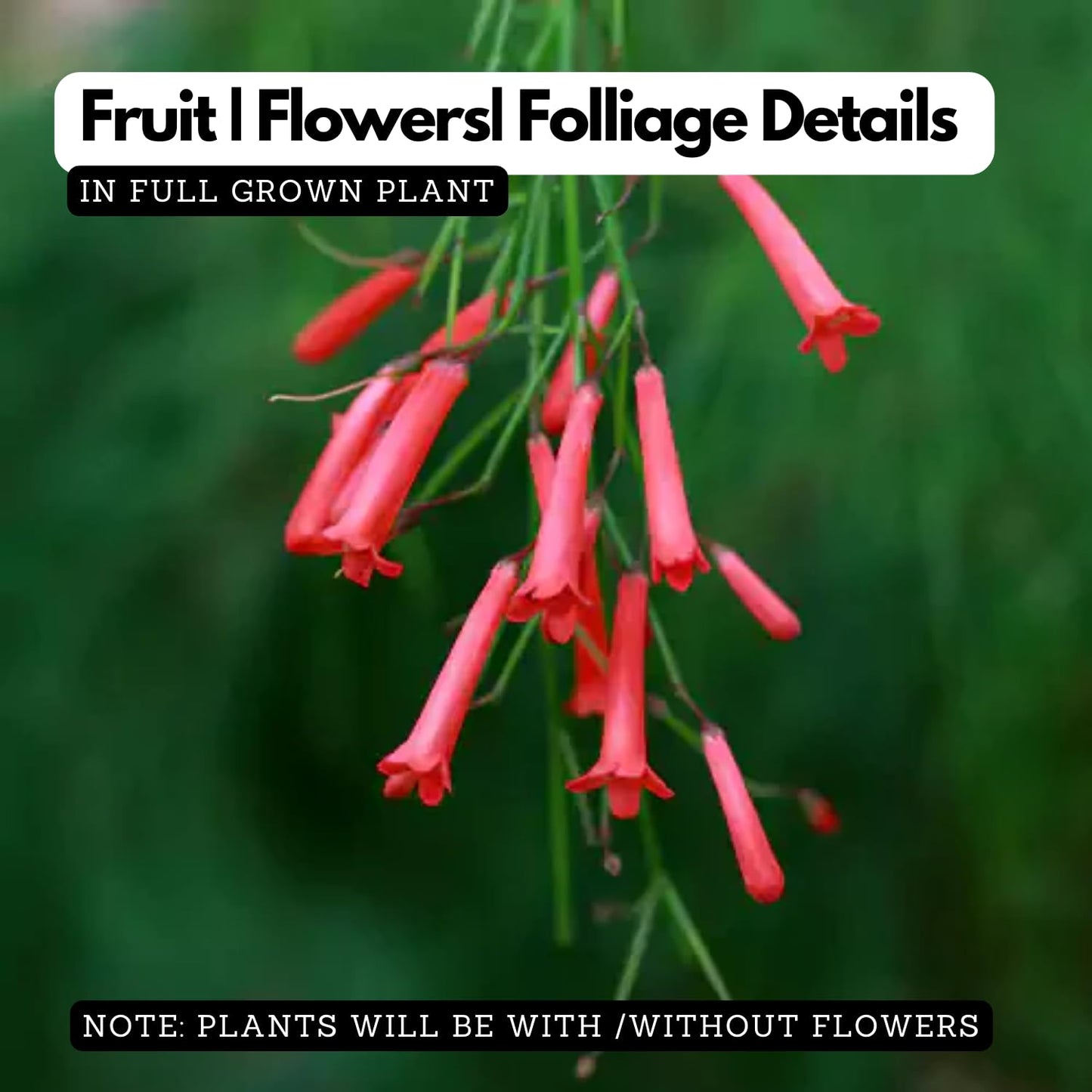 Hug A Plant | Red Firecracker (Russelia equisetiformis) Flowering/Ornamental Live Plant (H&G)