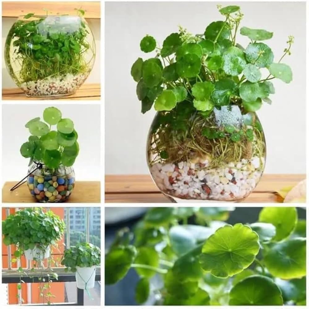 LIVE CHINESE MONEY PLANT (PENNYWORT) - INDOOR HOUSEPLANT - BEST FENG SHUII GOODLUCK PLANT - SUITABLE IN BEDROOM, LIVING ROOM, OFFICE DESK, TABLE HOME GARDEN OR BALCONIES - WITH POT
