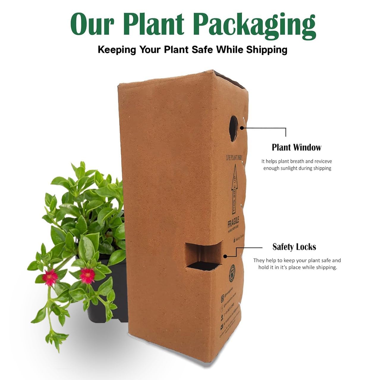 GROWHEAVEN™ Climbing Rose Plant With Pot, Live Fragrant Flowering Creeper for Garden (LIVE ROSE FLOWER PLANT) (ROSE PLANT) - Seeds Ville