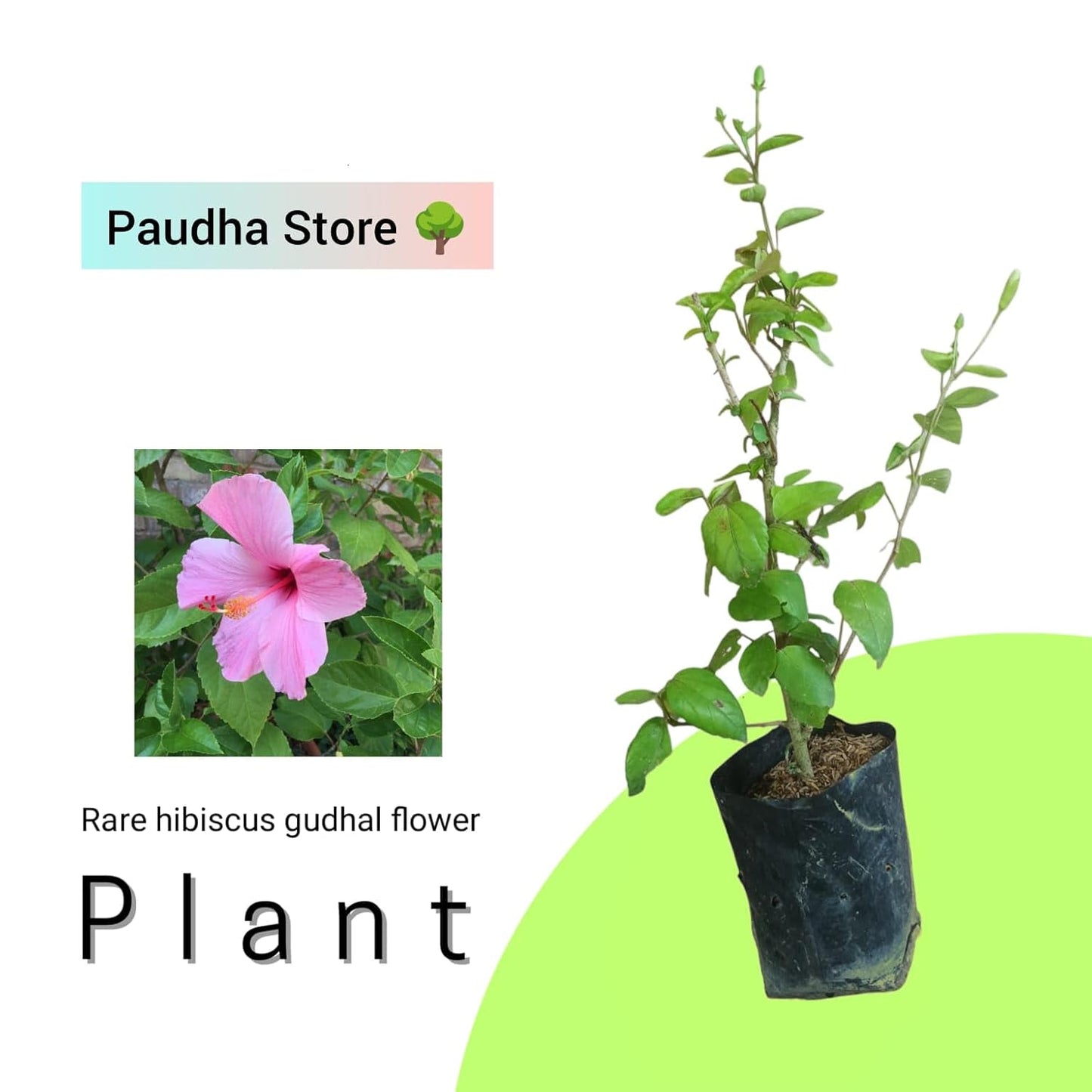 Pink hibiscus live plant with flower, 1-2 Feet Height, Indoor Flowering Plant, Full Sun, Year Round Blooming (Pack of 1) - Seeds Ville