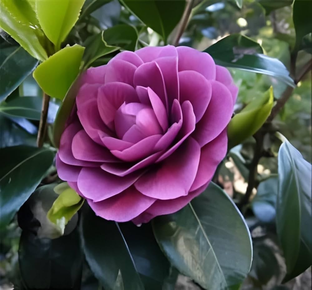 Camelia rose live plant - Seeds Ville