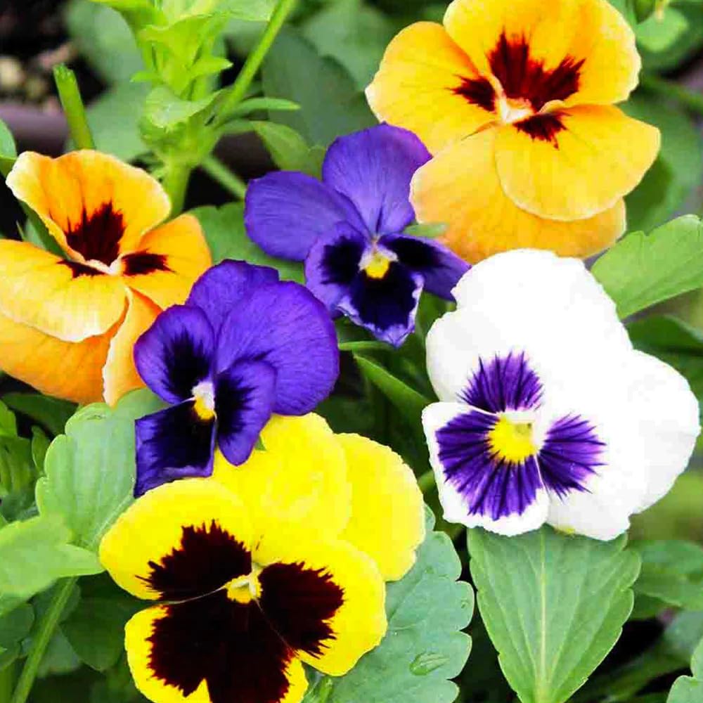 1,000+ Pansy Flower Seeds- Swiss Giants Mix Flower Seeds (Bulk) Hardy Annual - Seeds Ville