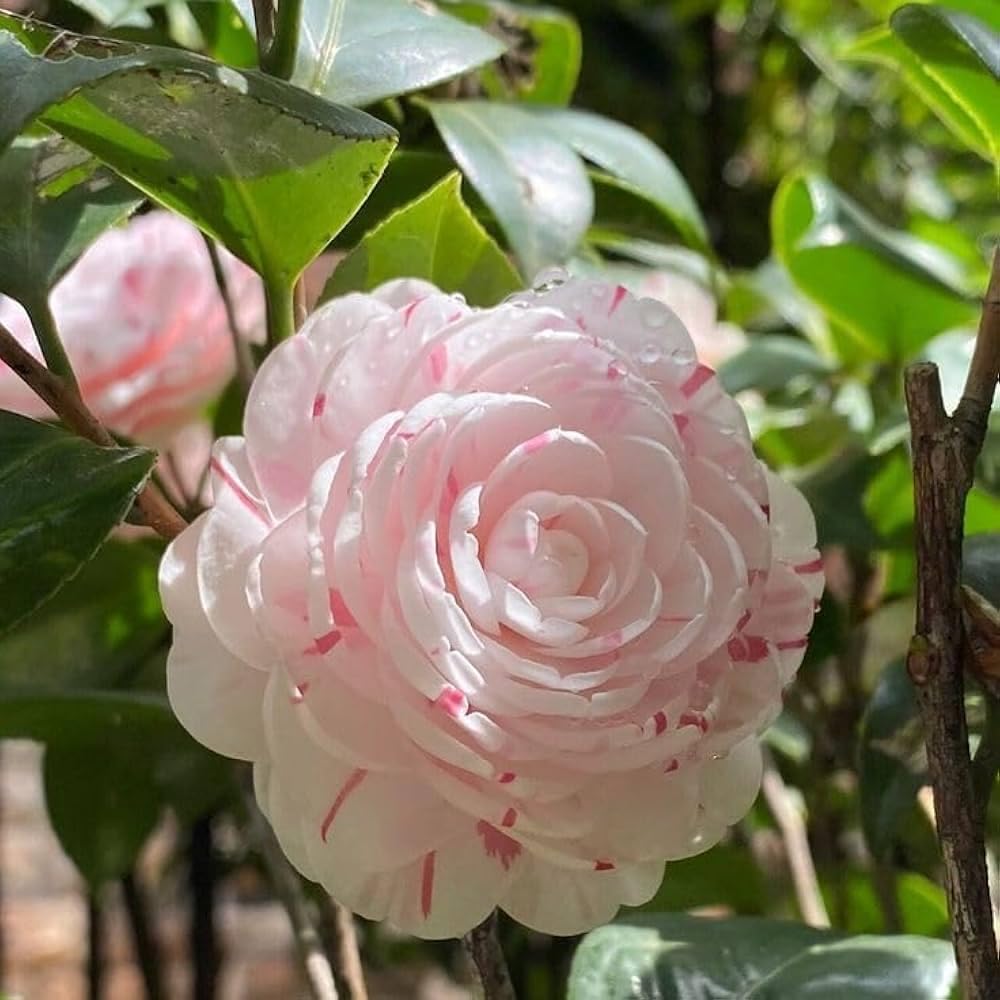 Camelia rose live plant - Seeds Ville