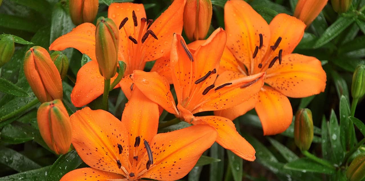 Plantogallery Flower Bulbs | Asiatic Lily Lilium Flower Bulbs (4, Multicolor)