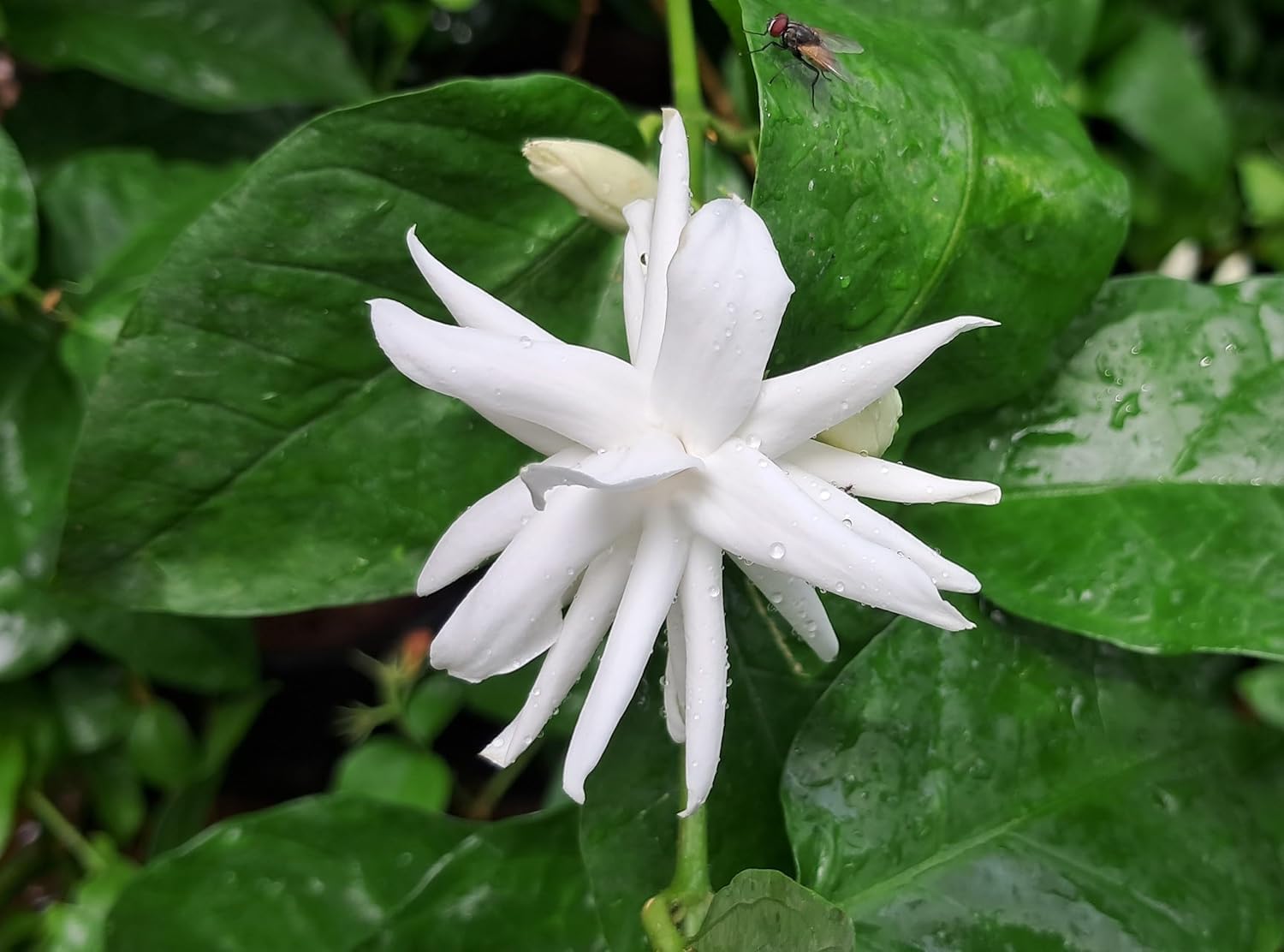 Bahan Traders Live Root Jasmine Plant Highly Fragrant Bela/Jui Flower Plants Live White Mogra/Jasminum sambac/Arabian Jasmine with Grower's Pot/Bag For Home Garden (Pack Of 1) - Seeds Ville